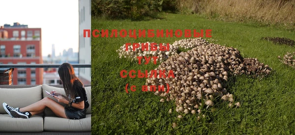 прущие крисы Бородино