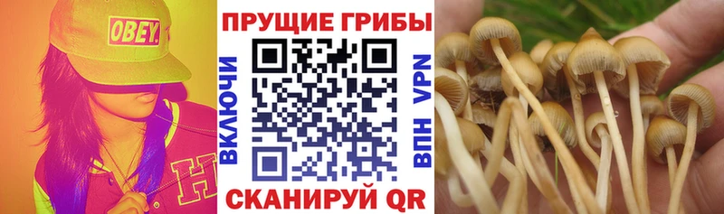 Псилоцибиновые грибы Psilocybe  Истра 